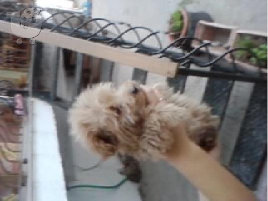 kanis terrier
